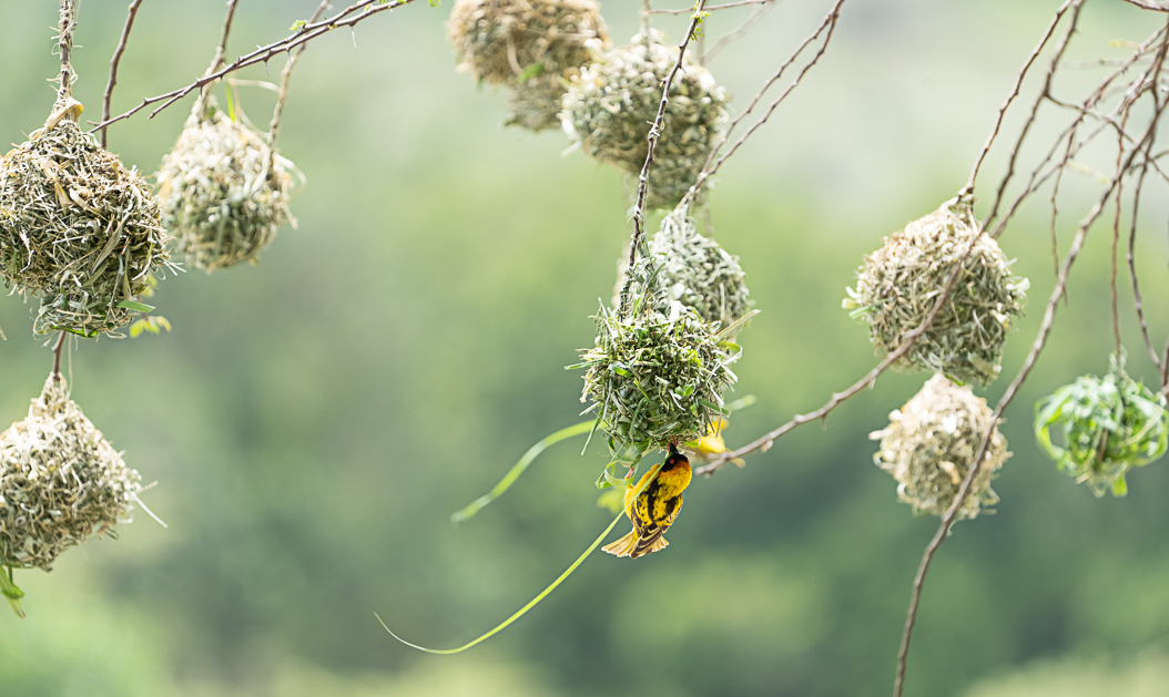 Village Weaver Nests